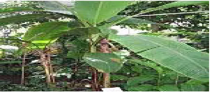 Gambar 3. Tanaman Pisang abaka 