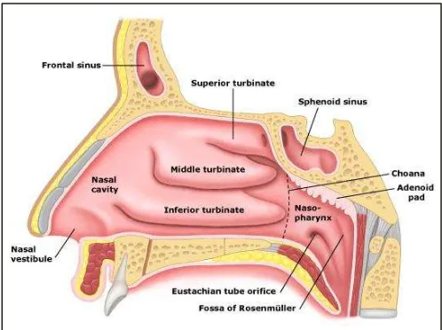 Figure 2.1 Front view of the human nasal cavity. (Source: Painneck.com) 
