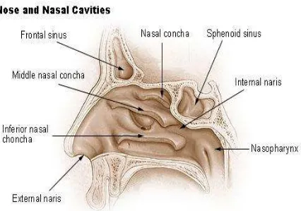 Figure 2.3: Graphical visualisations of turbinates inside human nasal cavity. 