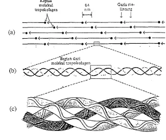 Gambar 2. Susunan molekul tropokolagen pada fibril kolagen (Lehninger, 1988) 