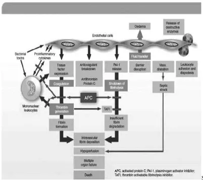 Gambar 2.8.1. Patofisiologi sepsis 