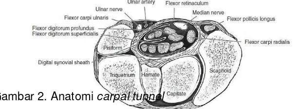 Gambar 2. Anatomi carpal tunnel 