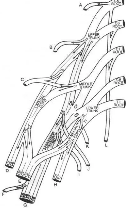 Gambar 3. Anatomi Pleksus Brakialis 