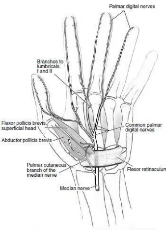 Gambar 5. Distribusi nervus medianus di tangan 