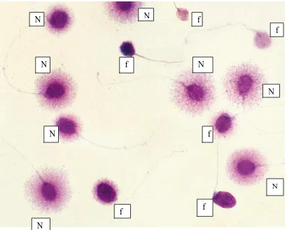 Gambar 7. Pandangan umum lapangan dengan berbagai jenis spermatozoa 