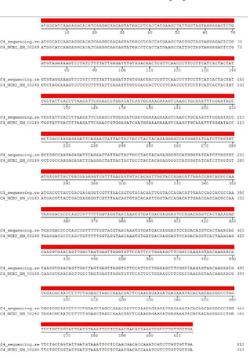 Gambar 5. Homologi urutan nukleotida SEC4 hasil subkloning dengan urutan SEC4 nomor NCBI