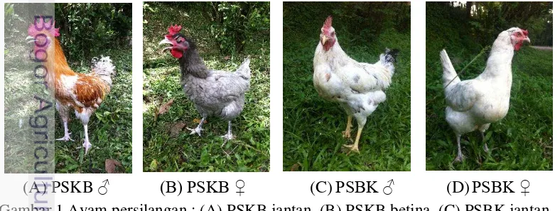 Gambar 1 Ayam persilangan : (A) PSKB jantan, (B) PSKB betina, (C) PSBK jantan,    
