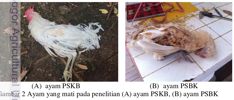 Gambar 2 Ayam yang mati pada penelitian (A) ayam PSKB, (B) ayam PSBK 