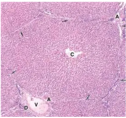Gambar 2. Lobulus Hati. Arteriola (A), Venula (V), Duktus biliari (D), Venulasentralis (C) (Sumber: Mescher, 2007).
