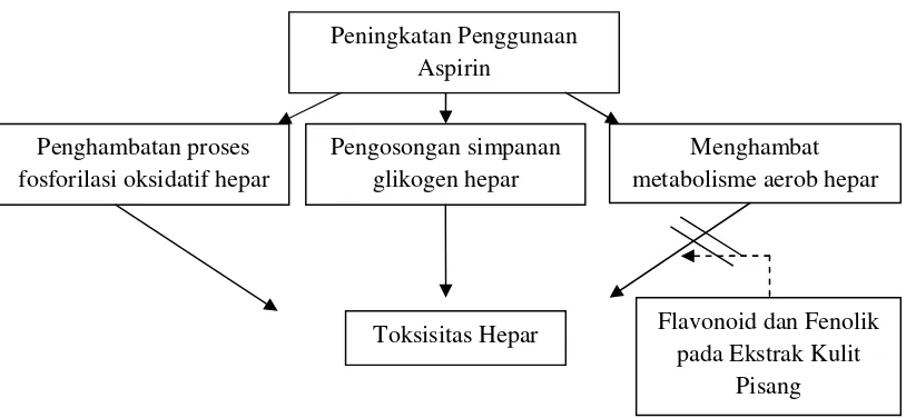 Gambar 3. Kerangka teori pengaruh ekstrak kulit pisang kepok terhadap hepar tikusputih yang diinduksi aspirin.