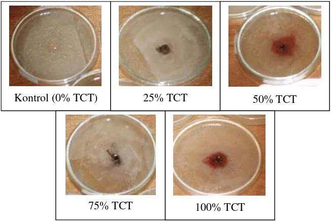 Gambar 1. Zona hambat penggunaan berbagai konsentrasi TCT terhadap pertumbuhan  E. coli