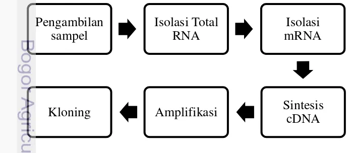 Gambar 2. Bagan alur tahapan kerja dalam proses kloning sekuens cDNA. 