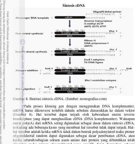 Gambar 8. Ilustrasi sintesis cDNA. (Sumber: monografias.com) 