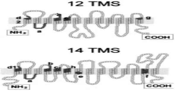 Gambar 1.  Topologi  MFS transporter dengan 12 dan 14 domain transmembran 