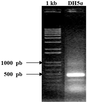 Gambar 11. Plasmid pGEM®–T Easy rekombinan utuh (1) dan hasil pemotongan  plasmid dengan enzim restriksi EcoR1 (2)  