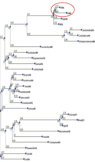 Gambar 14.  Filogenetik berdasarkan urutan nukleotida fragmen MaMfs dengan Mfs dari organisme lainnya (angka menunjukkan jarak) 