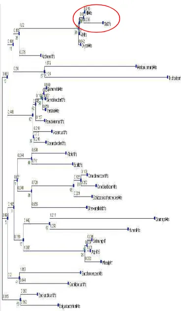 Gambar 15.  Filogenetik berdasarkan asam amino fragmen MaMFS dengan MFS dari organisme lainnya  (angka menunjukkan jarak) 