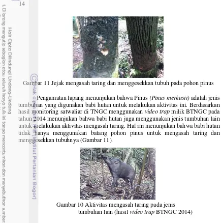 Gambar 11 Jejak mengasah taring dan menggesekkan tubuh pada pohon pinus 