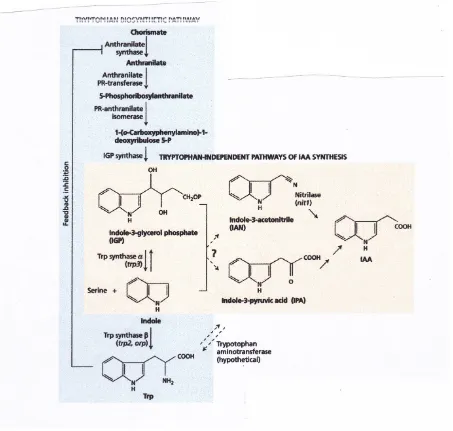 GAMBAR 19,8 jalur Tryptophan-independen IAA biosintesis pada tanaman. Triptofan (Trp) jalurbiosintesis ditunjukkan di sebelah kiri