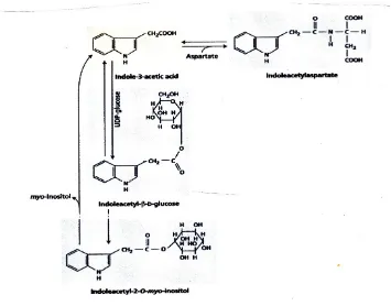 GAMBAR  19.9  Struktur  dan  jalur  metabolik  yang  diusulkan  auksin  terikat.  Diagrammenunjukkan struktur berbagai konjugasi IAA dan jalur metabolik yang diusulkan yang terlibatdalam sintesis dan memecah
