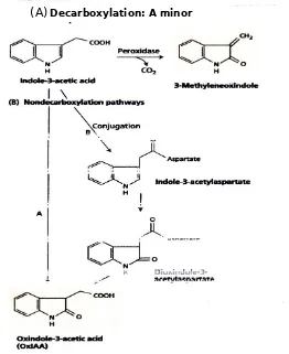 GAMBAR 19.10 Biodegradasi IAA. (A) peroksidase rute (jalur dekarboksilasi) memainkan