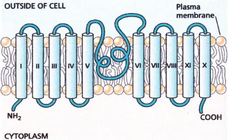 GAMBAR  19.15  Topologi  dari  PIN1  protein  dengan  sepuluh  segmen  transmembran  dan  loophidrofilik besar di tengah