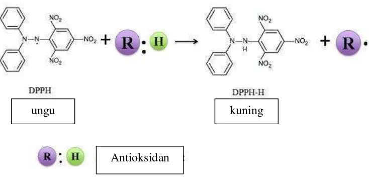 Gambar 4. Reaksi peredaman radikal bebas DPPH oleh antioksidan (Molyneux, 2004) 