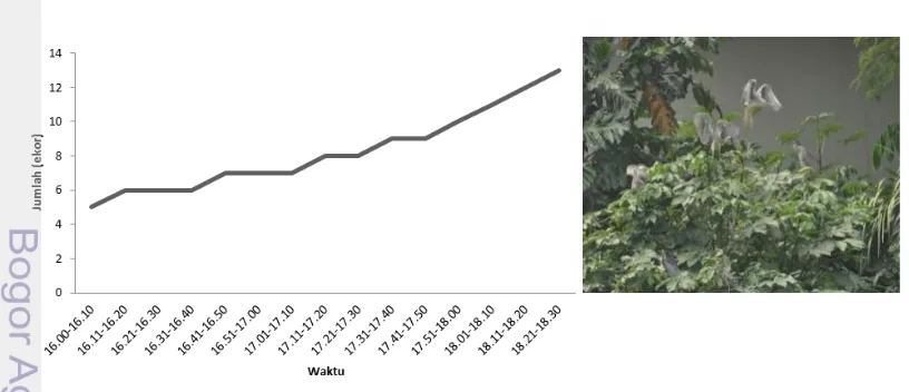 Gambar 4 Grafik gabungan populasi burung kowak yang datang (pagi) 