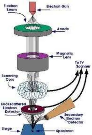 Gambar 14. Skema  Scanning Electron Microscope (SEM) (materialcerdas.wordpress.com) 