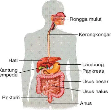 Gambar 1.2 Organ-organ penyusun pencernaan manusia  (Sumber : www.informasi-pendidikan.com) 
