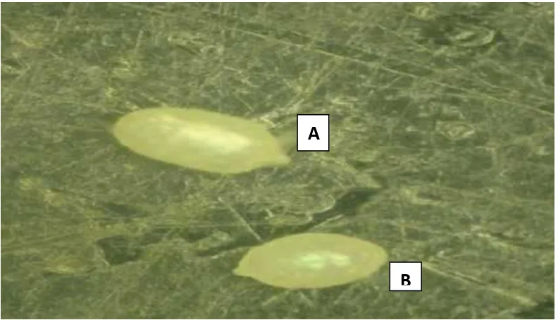 Gambar 3. Telur C. cephalonica ukuran besar (A), Telur C. cephalonica ukuran kecil (B)