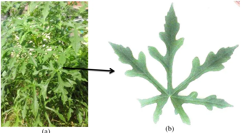 Gambar 2 Tanaman gedi (Abelmoschus manihot L. Medik) (a) dan daun tanaman gedi (b)  
