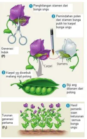 Gambar 2.2 Proses Penyilangan  