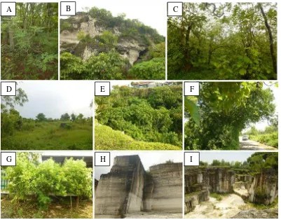 Gambar 6 Tipe habitat Rutaceae di kawasan Madura. A. hutan dataran rendah; B. perbukitan kapur; C