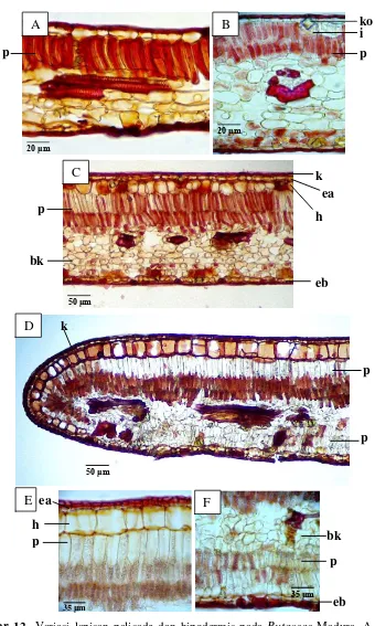 Gambar 12  Variasi lapisan palisade dan hipodermis pada Rutaceae Madura. A. daun dorsiventral dengan selapis palisade (Harrisonia brownii); B