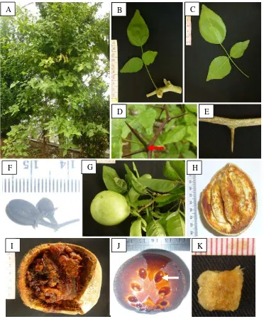 Gambar 14  Aegle marmelos  (L.) Corrêa. A. habitus; B. daun sisi adaksial; C. daun sisi abaksial; D