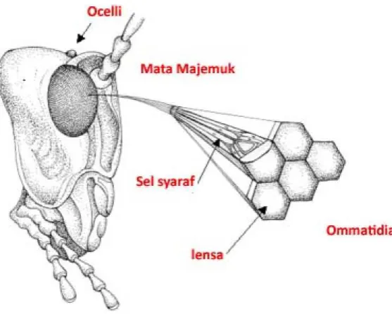 Gambar 1.24   Mata belalang sembah 