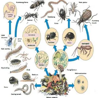 Gambar 1.5  Berbagai  jenis organisme tanah 