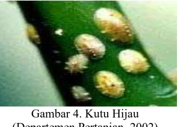 Gambar 4. Kutu Hijau (Departemen Pertanian, 2002) 