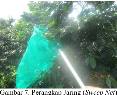 Gambar 7. Perangkap Jaring ( Sweep Net) (Sumber : Foto Langsung) 