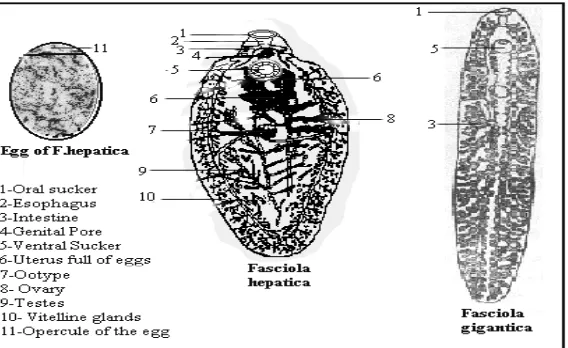 Gambar 1. Morfologi telur dan cacing dewasa cacing hati (Anonim 2006)