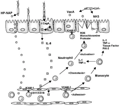 Gambar 8. Molekul adhesi, sitokin dan mediator yang terlibat pada sel mukosa 