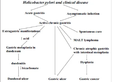 Gambar 5. Kaskade Kanker oleh Infeksi Helicobacter pylori (Tepes B, 2009) 