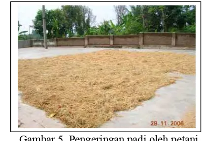 Gambar 5. Pengeringan padi oleh petani 