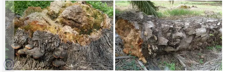 Gambar 1 Penampakan serangan infeksi G. boninense pada tanaman kelapa sawit 