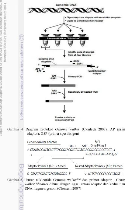 Gambar 4 Diagram protokol Genome walker (Clontech 2007). AP (primer 