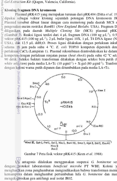 Gambar 7 Peta fisik vektor pRK415 (Keen et al. 1988) 