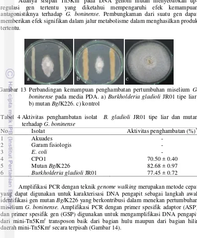 Tabel 4 Aktivitas penghambatan isolat  B. gladioli JR01 tipe liar dan mutan 