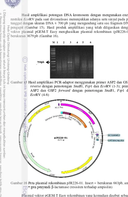 Gambar 15 Hasil amplifikasi PCR-adaptor menggunakan primer ASP2 dan GSP2 