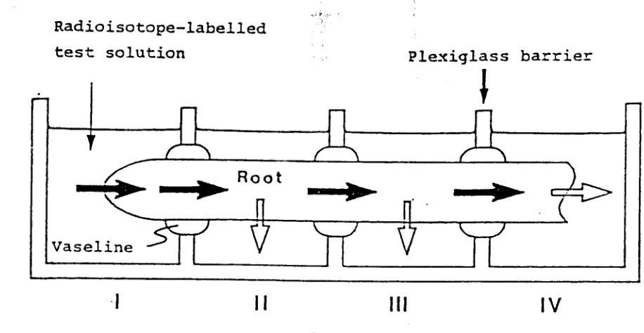 Fig. 1. Schematic representatiolT of multi-compartment transport box. Black arrows show diagrammaticallythe absorption and translocation of ions in a plant root, and white arrows show the efflux of ions froma plant root